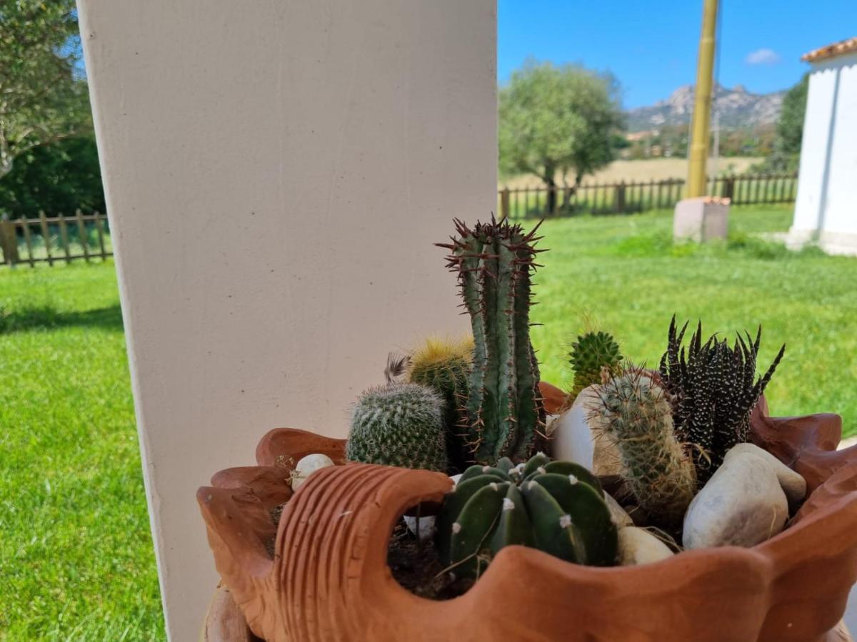 Lu Antu Alloggi Agrituristici 아르자케나 외부 사진